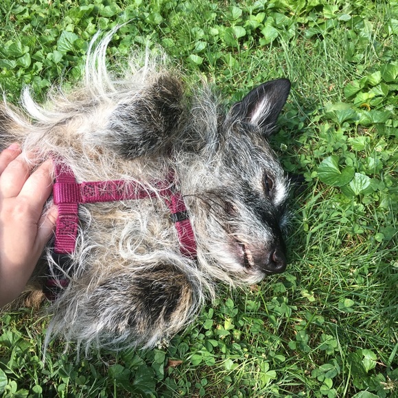 Meet your Posher, Zoe - Picture 3 of 3